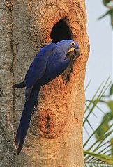 Hyacinth Macaw